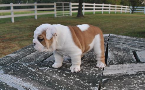 
Precio Bulldog...........<strong>   $35,000.00  A   $60,000.00    (dependiendo la calidad)</strong> <br><br>


100% pura raza, registrados todos los papeles en regla se envian a cualquier parte de la Republica.<br><br> 

<li>Contrato de compraventa<br><br></li>


<li>Seguro de vida gratuito por escrito de 5 años que cubre muerte en caso de cuestiones virales</li>
<br><br>

<li>Garantía de Pureza Racial<br><br></li>

<li>Certificado de registro inicial que extiende la Federación Canófila Mexicana donde los cachorros se entregan con tatuaje y microchip</li>

