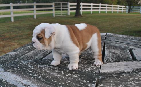 Exelen niño y niña Inglés bulldog para el nuevo hogar