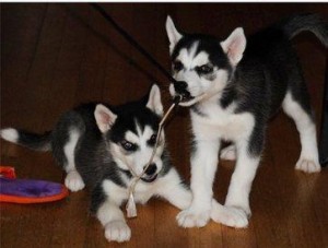 
Precio Siberian husky...........<strong>            $18,500.00  A  $22,000.00  (dependiendo del color)</strong> <br><br>


100% pura raza, registrados todos los papeles en regla se envian a cualquier parte de la Republica.<br><br> 

<li>Contrato de compraventa<br><br></li>


<li>Seguro de vida gratuito por escrito de 5 años que cubre muerte en caso de cuestiones virales</li>
<br><br>

<li>Garantía de Pureza Racial<br><br></li>

<li>Certificado de registro inicial que extiende la Federación Canófila Mexicana donde los cachorros se entregan con tatuaje y microchip</li>

