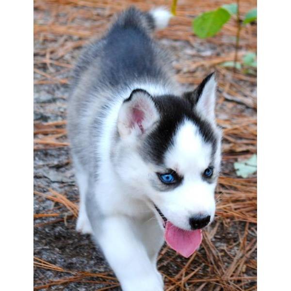 
Precio Siberian husky...........<strong>            $18,500.00  A  $22,000.00  (dependiendo del color)</strong> <br><br>


100% pura raza, registrados todos los papeles en regla se envian a cualquier parte de la Republica.<br><br> 

<li>Contrato de compraventa<br><br></li>


<li>Seguro de vida gratuito por escrito de 5 años que cubre muerte en caso de cuestiones virales</li>
<br><br>

<li>Garantía de Pureza Racial<br><br></li>

<li>Certificado de registro inicial que extiende la Federación Canófila Mexicana donde los cachorros se entregan con tatuaje y microchip</li>

