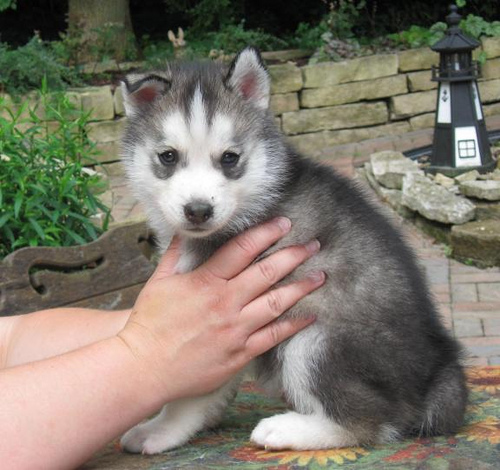 Este hermoso husky siberiano está listo para su adopció