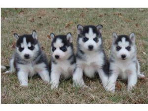 
Precio Siberian husky...........<strong>            $18,500.00  A  $22,000.00  (dependiendo del color)</strong> <br><br>


100% pura raza, registrados todos los papeles en regla se envian a cualquier parte de la Republica.<br><br> 

<li>Contrato de compraventa<br><br></li>


<li>Seguro de vida gratuito por escrito de 5 años que cubre muerte en caso de cuestiones virales</li>
<br><br>

<li>Garantía de Pureza Racial<br><br></li>

<li>Certificado de registro inicial que extiende la Federación Canófila Mexicana donde los cachorros se entregan con tatuaje y microchip</li>

