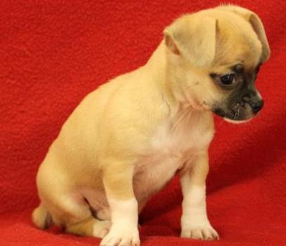 
Precio Chihuahua...........<strong>     $16,500.00  A   $20,000.00    (dependiendo del tamaño y color)</strong> <br><br>


100% pura raza, registrados todos los papeles en regla se envian a cualquier parte de la Republica.<br><br> 

<li>Contrato de compraventa<br><br></li>


<li>Seguro de vida gratuito por escrito de 5 años que cubre muerte en caso de cuestiones virales</li>
<br><br>

<li>Garantía de Pureza Racial<br><br></li>

<li>Certificado de registro inicial que extiende la Federación Canófila Mexicana donde los cachorros se entregan con tatuaje y microchip</li>

