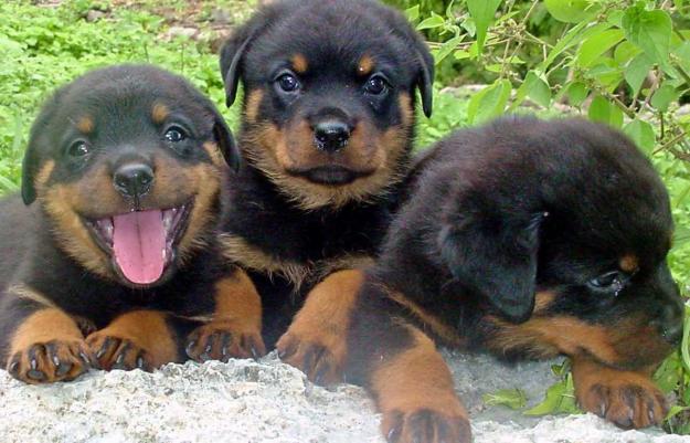 
Precio Rottweiler...........<strong>   $18,000.00</strong> <br><br>


100% pura raza, registrados todos los papeles en regla se envian a cualquier parte de la Republica.<br><br> 

<li>Contrato de compraventa<br><br></li>


<li>Seguro de vida gratuito por escrito de 5 años que cubre muerte en caso de cuestiones virales</li>
<br><br>

<li>Garantía de Pureza Racial<br><br></li>

<li>Certificado de registro inicial que extiende la Federación Canófila Mexicana donde los cachorros se entregan con tatuaje y microchip</li>

