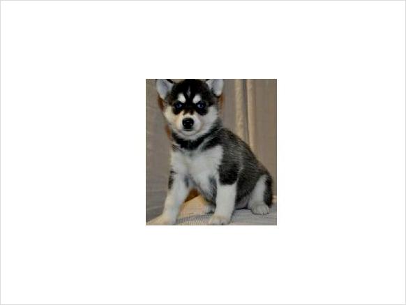 
Precio Siberian husky...........<strong>            $18,500.00  A  $22,000.00  (dependiendo del color)</strong> <br><br>


100% pura raza, registrados todos los papeles en regla se envian a cualquier parte de la Republica.<br><br> 

<li>Contrato de compraventa<br><br></li>


<li>Seguro de vida gratuito por escrito de 5 años que cubre muerte en caso de cuestiones virales</li>
<br><br>

<li>Garantía de Pureza Racial<br><br></li>

<li>Certificado de registro inicial que extiende la Federación Canófila Mexicana donde los cachorros se entregan con tatuaje y microchip</li>


