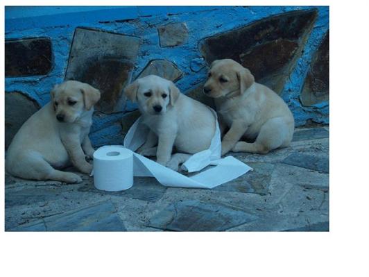 
Precio Labrador Retriever...........<strong>$16,500.00  A   $20,000.00    (dependiendo del color)</strong> <br><br>


100% pura raza, registrados todos los papeles en regla se envian a cualquier parte de la Republica.<br><br> 

<li>Contrato de compraventa<br><br></li>


<li>Seguro de vida gratuito por escrito de 5 años que cubre muerte en caso de cuestiones virales</li>
<br><br>

<li>Garantía de Pureza Racial<br><br></li>

<li>Certificado de registro inicial que extiende la Federación Canófila Mexicana donde los cachorros se entregan con tatuaje y microchip</li>

