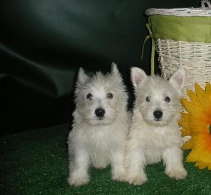 
Precio West highland white terrier...........<strong>$22,000.00</strong> <br><br>


100% pura raza, registrados todos los papeles en regla se envian a cualquier parte de la Republica.<br><br> 

<li>Contrato de compraventa<br><br></li>


<li>Seguro de vida gratuito por escrito de 5 años que cubre muerte en caso de cuestiones virales</li>
<br><br>

<li>Garantía de Pureza Racial<br><br></li>

<li>Certificado de registro inicial que extiende la Federación Canófila Mexicana donde los cachorros se entregan con tatuaje y microchip</li>

