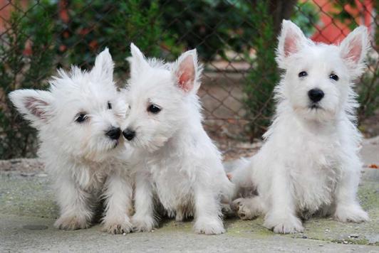 
Precio West highland white terrier...........<strong>$22,000.00</strong> <br><br>


100% pura raza, registrados todos los papeles en regla se envian a cualquier parte de la Republica.<br><br> 

<li>Contrato de compraventa<br><br></li>


<li>Seguro de vida gratuito por escrito de 5 años que cubre muerte en caso de cuestiones virales</li>
<br><br>

<li>Garantía de Pureza Racial<br><br></li>

<li>Certificado de registro inicial que extiende la Federación Canófila Mexicana donde los cachorros se entregan con tatuaje y microchip</li>

