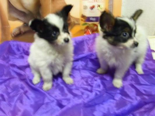 
<br>Papillon - cachorros - garantía aquanatura - tienda en barcelon
<br>
<br>Papillon - cachorros - garantía aquanatura - tienda en barcelon