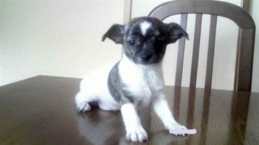 
Precio Chihuahua...........<strong>     $16,500.00  A   $20,000.00    (dependiendo del tamaño y color)</strong> <br><br>


100% pura raza, registrados todos los papeles en regla se envian a cualquier parte de la Republica.<br><br> 

<li>Contrato de compraventa<br><br></li>


<li>Seguro de vida gratuito por escrito de 5 años que cubre muerte en caso de cuestiones virales</li>
<br><br>

<li>Garantía de Pureza Racial<br><br></li>

<li>Certificado de registro inicial que extiende la Federación Canófila Mexicana donde los cachorros se entregan con tatuaje y microchip</li>

