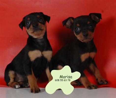 
<br>Mini picnher impresionantes cachorros en venta
<br>
<br>Mini picnher impresionantes cachorros en venta
<br>
<br>Mini picnher impresionantes cachorros en venta