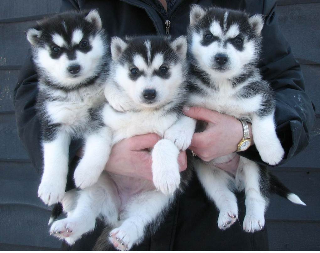 perros huskies siberianos