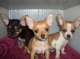 
Precio Chihuahua...........<strong>     $16,500.00  A   $20,000.00    (dependiendo del tamaño y color)</strong> <br><br>


100% pura raza, registrados todos los papeles en regla se envian a cualquier parte de la Republica.<br><br> 

<li>Contrato de compraventa<br><br></li>


<li>Seguro de vida gratuito por escrito de 5 años que cubre muerte en caso de cuestiones virales</li>
<br><br>

<li>Garantía de Pureza Racial<br><br></li>

<li>Certificado de registro inicial que extiende la Federación Canófila Mexicana donde los cachorros se entregan con tatuaje y microchip</li>

