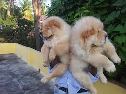 
Precio Chow Chow...........<strong>       $20,500.00  A   $33,000.00    (dependiendo del tamaño y color)</strong> <br><br>


100% pura raza, registrados todos los papeles en regla se envian a cualquier parte de la Republica.<br><br> 

<li>Contrato de compraventa<br><br></li>


<li>Seguro de vida gratuito por escrito de 5 años que cubre muerte en caso de cuestiones virales</li>
<br><br>

<li>Garantía de Pureza Racial<br><br></li>

<li>Certificado de registro inicial que extiende la Federación Canófila Mexicana donde los cachorros se entregan con tatuaje y microchip</li>

