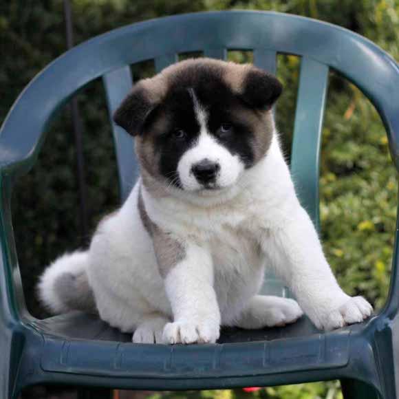 Akita hermoso y adorable para su hogar
<br>Akita adorable lindo para su casa que le gusta jugar con los niños y también está bien entrenado , que es de color marrón y wiht en color y tienen recive todas sus vacunas
<br>para más ditails me envían por correo electrónico