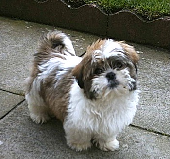 
Precio Shih Tzu...........<strong>          $22,000.00</strong> <br><br>


100% pura raza, registrados todos los papeles en regla se envian a cualquier parte de la Republica.<br><br> 

<li>Contrato de compraventa<br><br></li>


<li>Seguro de vida gratuito por escrito de 5 años que cubre muerte en caso de cuestiones virales</li>
<br><br>

<li>Garantía de Pureza Racial<br><br></li>

<li>Certificado de registro inicial que extiende la Federación Canófila Mexicana donde los cachorros se entregan con tatuaje y microchip</li>

