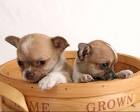 
Precio Chihuahua...........<strong>     $16,500.00  A   $20,000.00    (dependiendo del tamaño y color)</strong> <br><br>


100% pura raza, registrados todos los papeles en regla se envian a cualquier parte de la Republica.<br><br> 

<li>Contrato de compraventa<br><br></li>


<li>Seguro de vida gratuito por escrito de 5 años que cubre muerte en caso de cuestiones virales</li>
<br><br>

<li>Garantía de Pureza Racial<br><br></li>

<li>Certificado de registro inicial que extiende la Federación Canófila Mexicana donde los cachorros se entregan con tatuaje y microchip</li>

