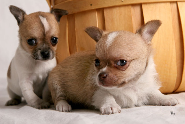 
Precio Chihuahua...........<strong>     $16,500.00  A   $20,000.00    (dependiendo del tamaño y color)</strong> <br><br>


100% pura raza, registrados todos los papeles en regla se envian a cualquier parte de la Republica.<br><br> 

<li>Contrato de compraventa<br><br></li>


<li>Seguro de vida gratuito por escrito de 5 años que cubre muerte en caso de cuestiones virales</li>
<br><br>

<li>Garantía de Pureza Racial<br><br></li>

<li>Certificado de registro inicial que extiende la Federación Canófila Mexicana donde los cachorros se entregan con tatuaje y microchip</li>

