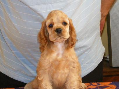 American Cocker Spaniel para su aprobación. Contactar para más información, y cómo han ...