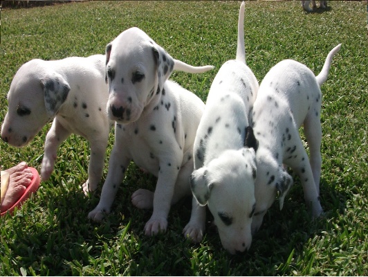 
Precio Dalmata...........<strong>        $16,000.00</strong> <br><br>


100% pura raza, registrados todos los papeles en regla se envian a cualquier parte de la Republica.<br><br> 

<li>Contrato de compraventa<br><br></li>


<li>Seguro de vida gratuito por escrito de 5 años que cubre muerte en caso de cuestiones virales</li>
<br><br>

<li>Garantía de Pureza Racial<br><br></li>

<li>Certificado de registro inicial que extiende la Federación Canófila Mexicana donde los cachorros se entregan con tatuaje y microchip</li>

