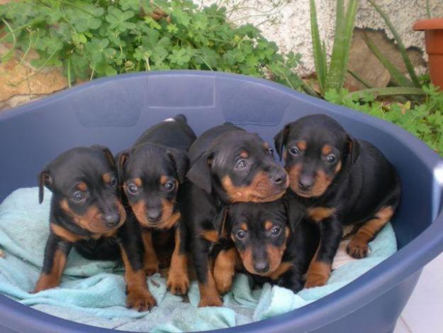 
Precio Doberman...........<strong>            $16,500.00  A  $18,500.00    (dependiendo del tamaño)</strong> <br><br>


100% pura raza, registrados todos los papeles en regla se envian a cualquier parte de la Republica.<br><br> 

<li>Contrato de compraventa<br><br></li>


<li>Seguro de vida gratuito por escrito de 5 años que cubre muerte en caso de cuestiones virales</li>
<br><br>

<li>Garantía de Pureza Racial<br><br></li>

<li>Certificado de registro inicial que extiende la Federación Canófila Mexicana donde los cachorros se entregan con tatuaje y microchip</li>

