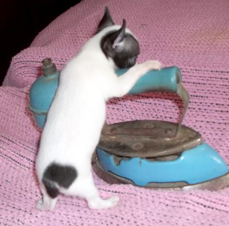 Precioso Cachorros de chihuahua