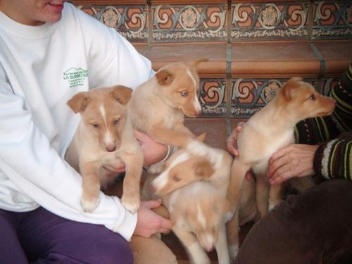 
Precio Siberian husky...........<strong>            $18,500.00  A  $22,000.00  (dependiendo del color)</strong> <br><br>


100% pura raza, registrados todos los papeles en regla se envian a cualquier parte de la Republica.<br><br> 

<li>Contrato de compraventa<br><br></li>


<li>Seguro de vida gratuito por escrito de 5 años que cubre muerte en caso de cuestiones virales</li>
<br><br>

<li>Garantía de Pureza Racial<br><br></li>

<li>Certificado de registro inicial que extiende la Federación Canófila Mexicana donde los cachorros se entregan con tatuaje y microchip</li>

