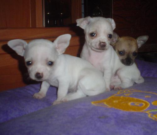 
Precio Chihuahua...........<strong>     $16,500.00  A   $20,000.00    (dependiendo del tamaño y color)</strong> <br><br>


100% pura raza, registrados todos los papeles en regla se envian a cualquier parte de la Republica.<br><br> 

<li>Contrato de compraventa<br><br></li>


<li>Seguro de vida gratuito por escrito de 5 años que cubre muerte en caso de cuestiones virales</li>
<br><br>

<li>Garantía de Pureza Racial<br><br></li>

<li>Certificado de registro inicial que extiende la Federación Canófila Mexicana donde los cachorros se entregan con tatuaje y microchip</li>

