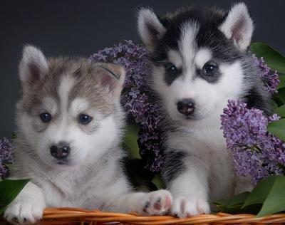 
Precio Siberian husky...........<strong>            $18,500.00  A  $22,000.00  (dependiendo del color)</strong> <br><br>


100% pura raza, registrados todos los papeles en regla se envian a cualquier parte de la Republica.<br><br> 

<li>Contrato de compraventa<br><br></li>


<li>Seguro de vida gratuito por escrito de 5 años que cubre muerte en caso de cuestiones virales</li>
<br><br>

<li>Garantía de Pureza Racial<br><br></li>

<li>Certificado de registro inicial que extiende la Federación Canófila Mexicana donde los cachorros se entregan con tatuaje y microchip</li>

