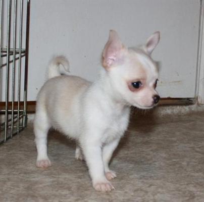 
Precio Chihuahua...........<strong>     $16,500.00  A   $20,000.00    (dependiendo del tamaño y color)</strong> <br><br>


100% pura raza, registrados todos los papeles en regla se envian a cualquier parte de la Republica.<br><br> 

<li>Contrato de compraventa<br><br></li>


<li>Seguro de vida gratuito por escrito de 5 años que cubre muerte en caso de cuestiones virales</li>
<br><br>

<li>Garantía de Pureza Racial<br><br></li>

<li>Certificado de registro inicial que extiende la Federación Canófila Mexicana donde los cachorros se entregan con tatuaje y microchip</li>

