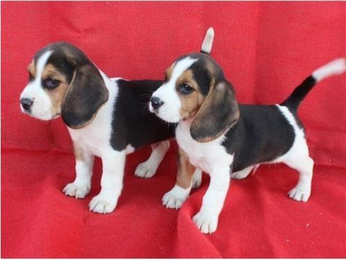 
Precio Beagle...........<strong>$16,500.00</strong> <br><br>

100% pura raza, registrados todos los papeles en regla se envian a cualquier parte de la Republica.<br><br> 

<li>Contrato de compraventa<br><br></li>


<li>Seguro de vida gratuito por escrito de 5 años que cubre muerte en caso de cuestiones virales</li>
<br><br>

<li>Garantía de Pureza Racial<br><br></li>


<li>Certificado de registro inicial que extiende la Federación Canófila Mexicana donde los cachorros se entregan con tatuaje y microchip<br><br></li>

