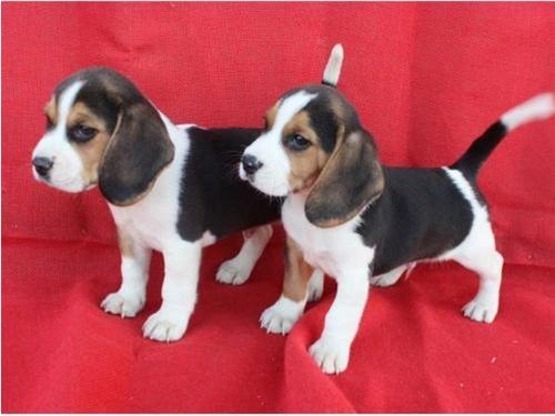 
Precio Beagle...........<strong>$16,500.00</strong> <br><br>

100% pura raza, registrados todos los papeles en regla se envian a cualquier parte de la Republica.<br><br> 

<li>Contrato de compraventa<br><br></li>


<li>Seguro de vida gratuito por escrito de 5 años que cubre muerte en caso de cuestiones virales</li>
<br><br>

<li>Garantía de Pureza Racial<br><br></li>


<li>Certificado de registro inicial que extiende la Federación Canófila Mexicana donde los cachorros se entregan con tatuaje y microchip<br><br></li>

