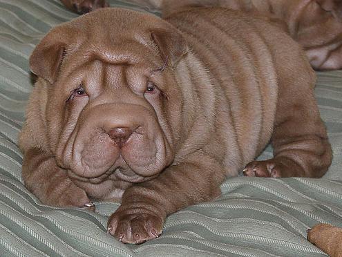 shar pei cachorros