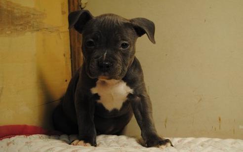 American pit bull terrier cachorros para
<br>