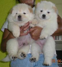 
Precio Chow Chow...........<strong>       $20,500.00  A   $33,000.00    (dependiendo del tamaño y color)</strong> <br><br>


100% pura raza, registrados todos los papeles en regla se envian a cualquier parte de la Republica.<br><br> 

<li>Contrato de compraventa<br><br></li>


<li>Seguro de vida gratuito por escrito de 5 años que cubre muerte en caso de cuestiones virales</li>
<br><br>

<li>Garantía de Pureza Racial<br><br></li>

<li>Certificado de registro inicial que extiende la Federación Canófila Mexicana donde los cachorros se entregan con tatuaje y microchip</li>

