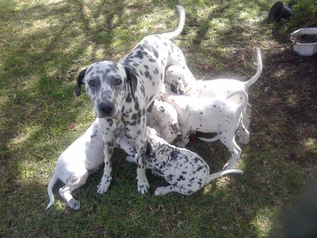 Cachorros Dalmata