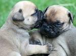 Tenemos cachorros Bullmastiff disponibles desde nuestra última camada. Bullmastiffs son grandes mascotas de la familia. Ellos son grandes con los niños y otros animales con la formación adecuada. Ellos son protectores naturales. Todos nuestros cachorros están completamente vacunados, desparasitados y son criados en nuestra casa con nuestros hijos