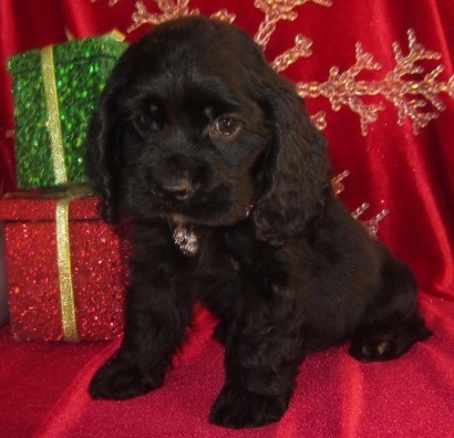 Preciosos cachorros de Cocker spaniel de 10 semanas, un macho y una hembra, buscan un hogar donde vivir. Están doblemente vacunados y desparasitados, revisados por veterinarios, están totalmente sanos con padres libres de displasia. Se entregan inmediatamente con cartilla sanitaria. URGE VENTA por no poder atenderlos más tiempo. Contactar sólo si se está totalmente interesado en la adquisición del cachorro.
<br>
<br>