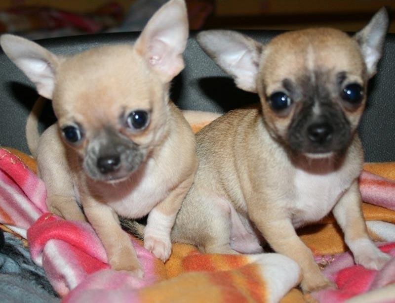 
Precio Chihuahua...........<strong>     $16,500.00  A   $20,000.00    (dependiendo del tamaño y color)</strong> <br><br>


100% pura raza, registrados todos los papeles en regla se envian a cualquier parte de la Republica.<br><br> 

<li>Contrato de compraventa<br><br></li>


<li>Seguro de vida gratuito por escrito de 5 años que cubre muerte en caso de cuestiones virales</li>
<br><br>

<li>Garantía de Pureza Racial<br><br></li>

<li>Certificado de registro inicial que extiende la Federación Canófila Mexicana donde los cachorros se entregan con tatuaje y microchip</li>

