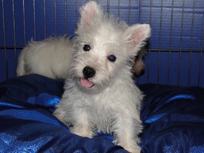 
Precio West highland white terrier...........<strong>$22,000.00</strong> <br><br>


100% pura raza, registrados todos los papeles en regla se envian a cualquier parte de la Republica.<br><br> 

<li>Contrato de compraventa<br><br></li>


<li>Seguro de vida gratuito por escrito de 5 años que cubre muerte en caso de cuestiones virales</li>
<br><br>

<li>Garantía de Pureza Racial<br><br></li>

<li>Certificado de registro inicial que extiende la Federación Canófila Mexicana donde los cachorros se entregan con tatuaje y microchip</li>

