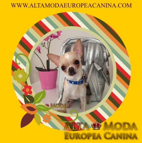 
Precio Chihuahua...........<strong>     $16,500.00  A   $20,000.00    (dependiendo del tamaño y color)</strong> <br><br>


100% pura raza, registrados todos los papeles en regla se envian a cualquier parte de la Republica.<br><br> 

<li>Contrato de compraventa<br><br></li>


<li>Seguro de vida gratuito por escrito de 5 años que cubre muerte en caso de cuestiones virales</li>
<br><br>

<li>Garantía de Pureza Racial<br><br></li>

<li>Certificado de registro inicial que extiende la Federación Canófila Mexicana donde los cachorros se entregan con tatuaje y microchip</li>

