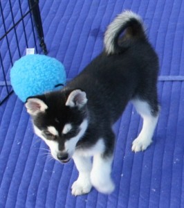 
Precio Siberian husky...........<strong>            $18,500.00  A  $22,000.00  (dependiendo del color)</strong> <br><br>


100% pura raza, registrados todos los papeles en regla se envian a cualquier parte de la Republica.<br><br> 

<li>Contrato de compraventa<br><br></li>


<li>Seguro de vida gratuito por escrito de 5 años que cubre muerte en caso de cuestiones virales</li>
<br><br>

<li>Garantía de Pureza Racial<br><br></li>

<li>Certificado de registro inicial que extiende la Federación Canófila Mexicana donde los cachorros se entregan con tatuaje y microchip</li>


