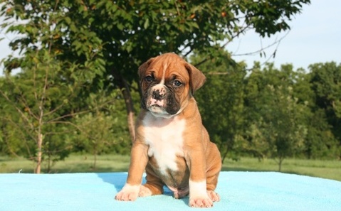 Impresionantes Boxer cachorros!!!