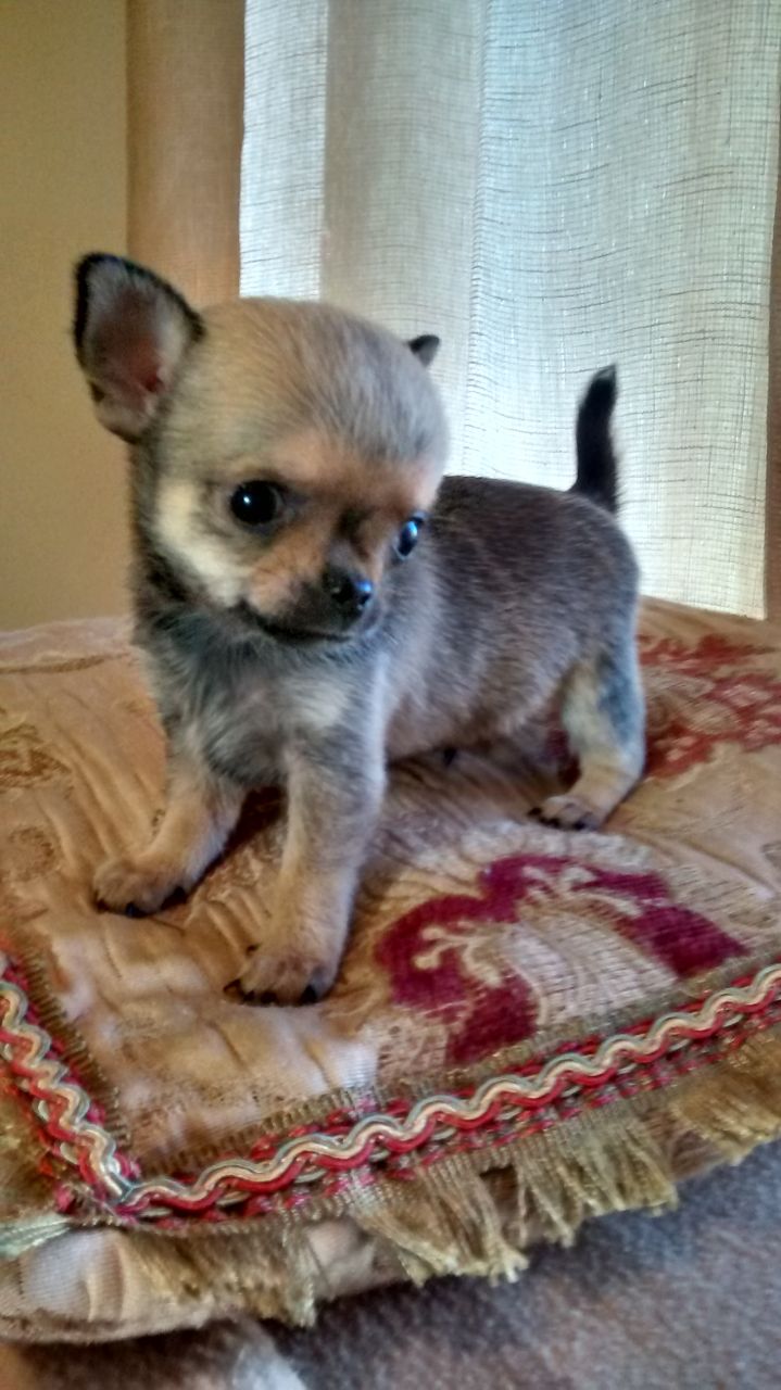 
Precio Chihuahua...........<strong>     $16,500.00  A   $20,000.00    (dependiendo del tamaño y color)</strong> <br><br>


100% pura raza, registrados todos los papeles en regla se envian a cualquier parte de la Republica.<br><br> 

<li>Contrato de compraventa<br><br></li>


<li>Seguro de vida gratuito por escrito de 5 años que cubre muerte en caso de cuestiones virales</li>
<br><br>

<li>Garantía de Pureza Racial<br><br></li>

<li>Certificado de registro inicial que extiende la Federación Canófila Mexicana donde los cachorros se entregan con tatuaje y microchip</li>

