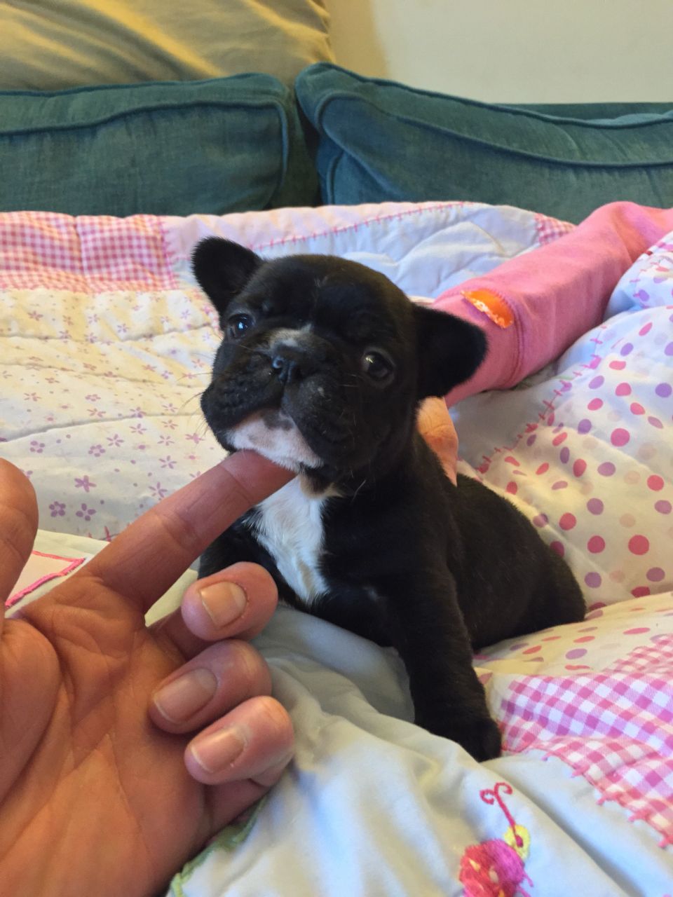 
Precio Bulldog...........<strong>   $35,000.00  A   $60,000.00    (dependiendo la calidad)</strong> <br><br>


100% pura raza, registrados todos los papeles en regla se envian a cualquier parte de la Republica.<br><br> 

<li>Contrato de compraventa<br><br></li>


<li>Seguro de vida gratuito por escrito de 5 años que cubre muerte en caso de cuestiones virales</li>
<br><br>

<li>Garantía de Pureza Racial<br><br></li>

<li>Certificado de registro inicial que extiende la Federación Canófila Mexicana donde los cachorros se entregan con tatuaje y microchip</li>

