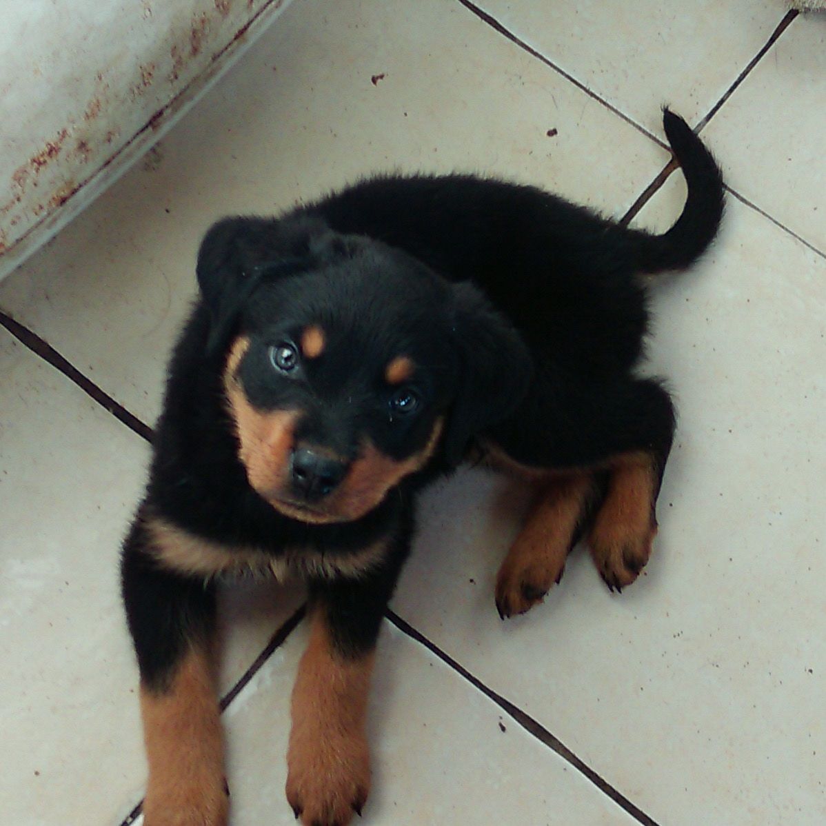 
Precio Rottweiler...........<strong>   $18,000.00</strong> <br><br>


100% pura raza, registrados todos los papeles en regla se envian a cualquier parte de la Republica.<br><br> 

<li>Contrato de compraventa<br><br></li>


<li>Seguro de vida gratuito por escrito de 5 años que cubre muerte en caso de cuestiones virales</li>
<br><br>

<li>Garantía de Pureza Racial<br><br></li>

<li>Certificado de registro inicial que extiende la Federación Canófila Mexicana donde los cachorros se entregan con tatuaje y microchip</li>

