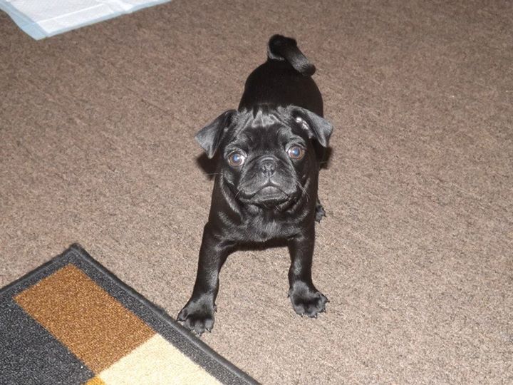 pug cachorros en venta