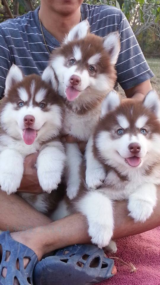 
Precio Siberian husky...........<strong>            $18,500.00  A  $22,000.00  (dependiendo del color)</strong> <br><br>


100% pura raza, registrados todos los papeles en regla se envian a cualquier parte de la Republica.<br><br> 

<li>Contrato de compraventa<br><br></li>


<li>Seguro de vida gratuito por escrito de 5 años que cubre muerte en caso de cuestiones virales</li>
<br><br>

<li>Garantía de Pureza Racial<br><br></li>

<li>Certificado de registro inicial que extiende la Federación Canófila Mexicana donde los cachorros se entregan con tatuaje y microchip</li>

