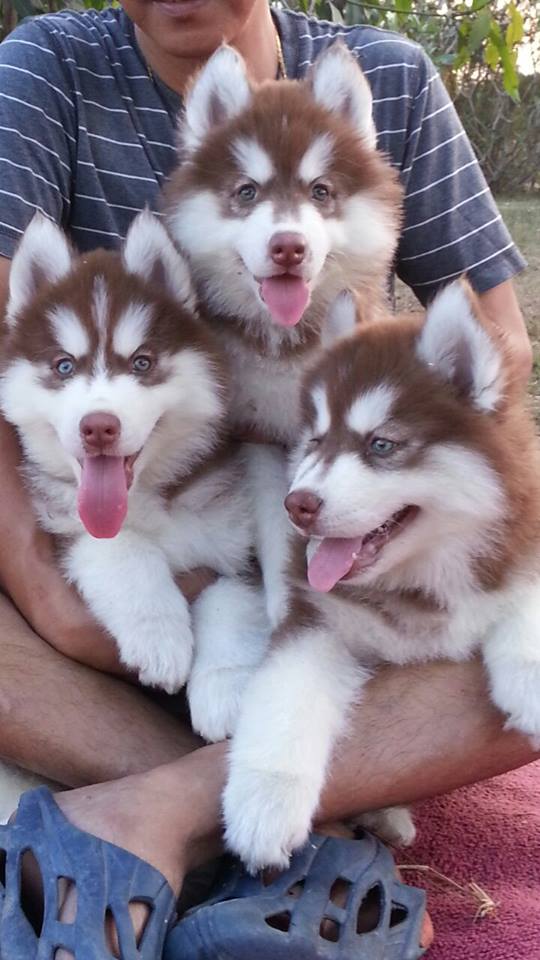 
Precio Siberian husky...........<strong>            $18,500.00  A  $22,000.00  (dependiendo del color)</strong> <br><br>


100% pura raza, registrados todos los papeles en regla se envian a cualquier parte de la Republica.<br><br> 

<li>Contrato de compraventa<br><br></li>


<li>Seguro de vida gratuito por escrito de 5 años que cubre muerte en caso de cuestiones virales</li>
<br><br>

<li>Garantía de Pureza Racial<br><br></li>

<li>Certificado de registro inicial que extiende la Federación Canófila Mexicana donde los cachorros se entregan con tatuaje y microchip</li>

