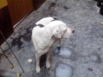 Hace un mes deambula por chaclacayo un dogo blanco con negro